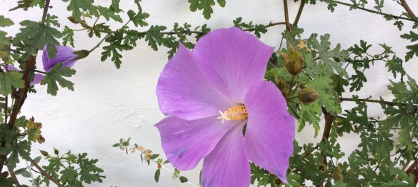 joy nina wilkins sananda