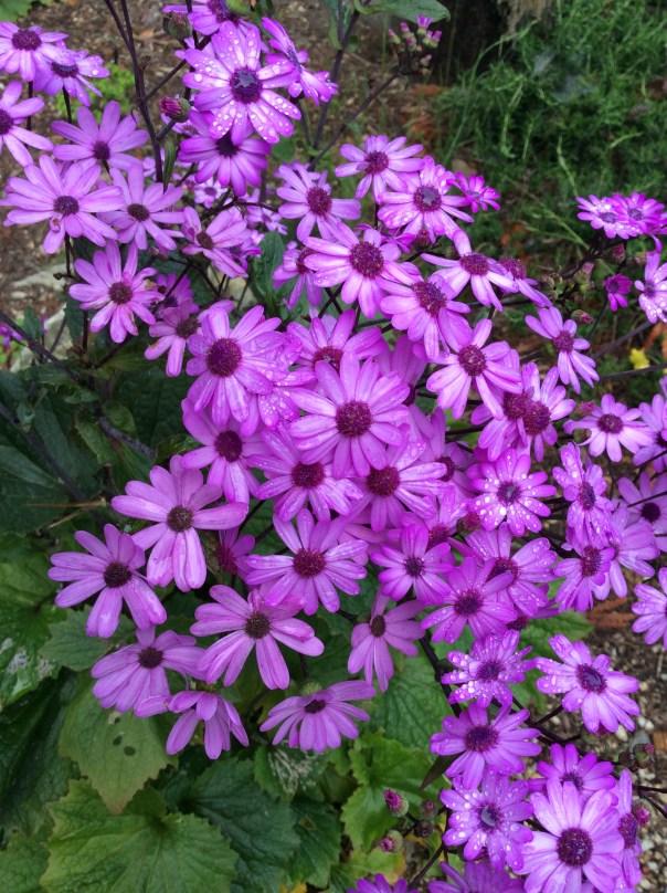 The amazing healing properties of flowers