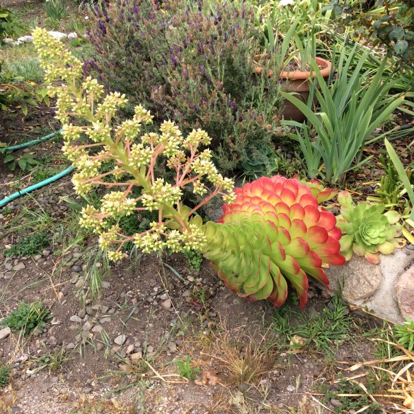 The amazing healing properties of flowers