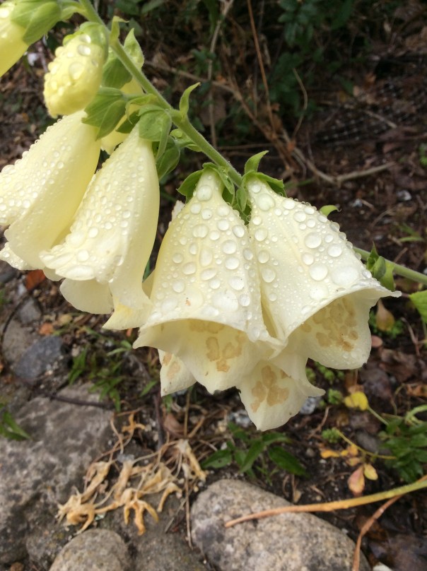 Foxglove, digitalis, a symbol of love and prosperity for me