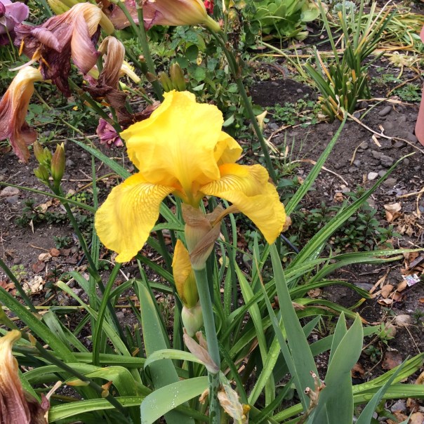 “Ah, but a man’s reach should exceed his grasp, or what’s a heaven for?" - Robert Browning