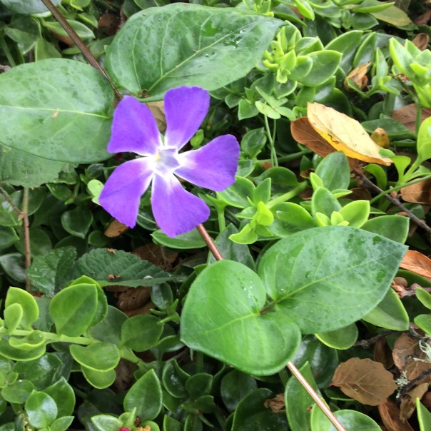 Periwinkle, a flower that has been a “volunteer” and appeared magically almost everywhere I have lived. The color, shape and geometry of it always make me feel “I’m home.”