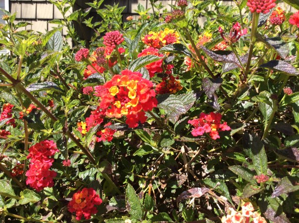 Nina Wilkins art of allowing