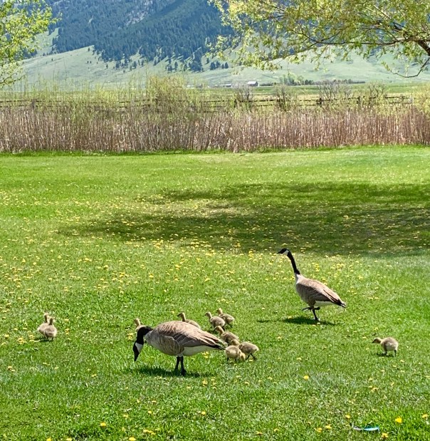 nina wilkins spiritual prosperity