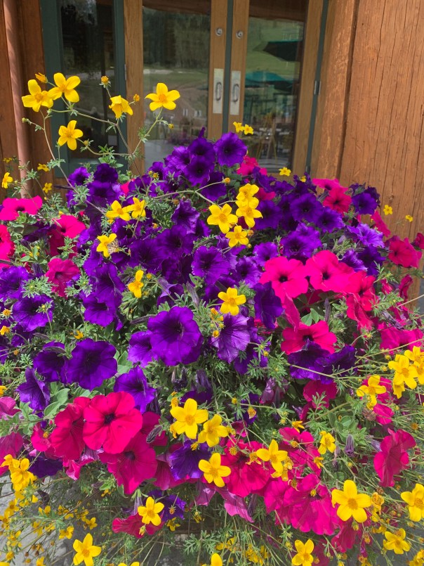Petunias. Photo by Hana Wilkins
