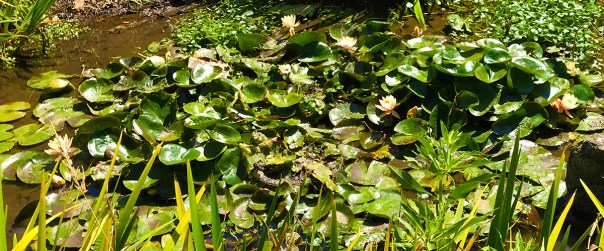 San Francisco Botanical Gardens Lotus Blossoms. Photo by Nina Wilkins