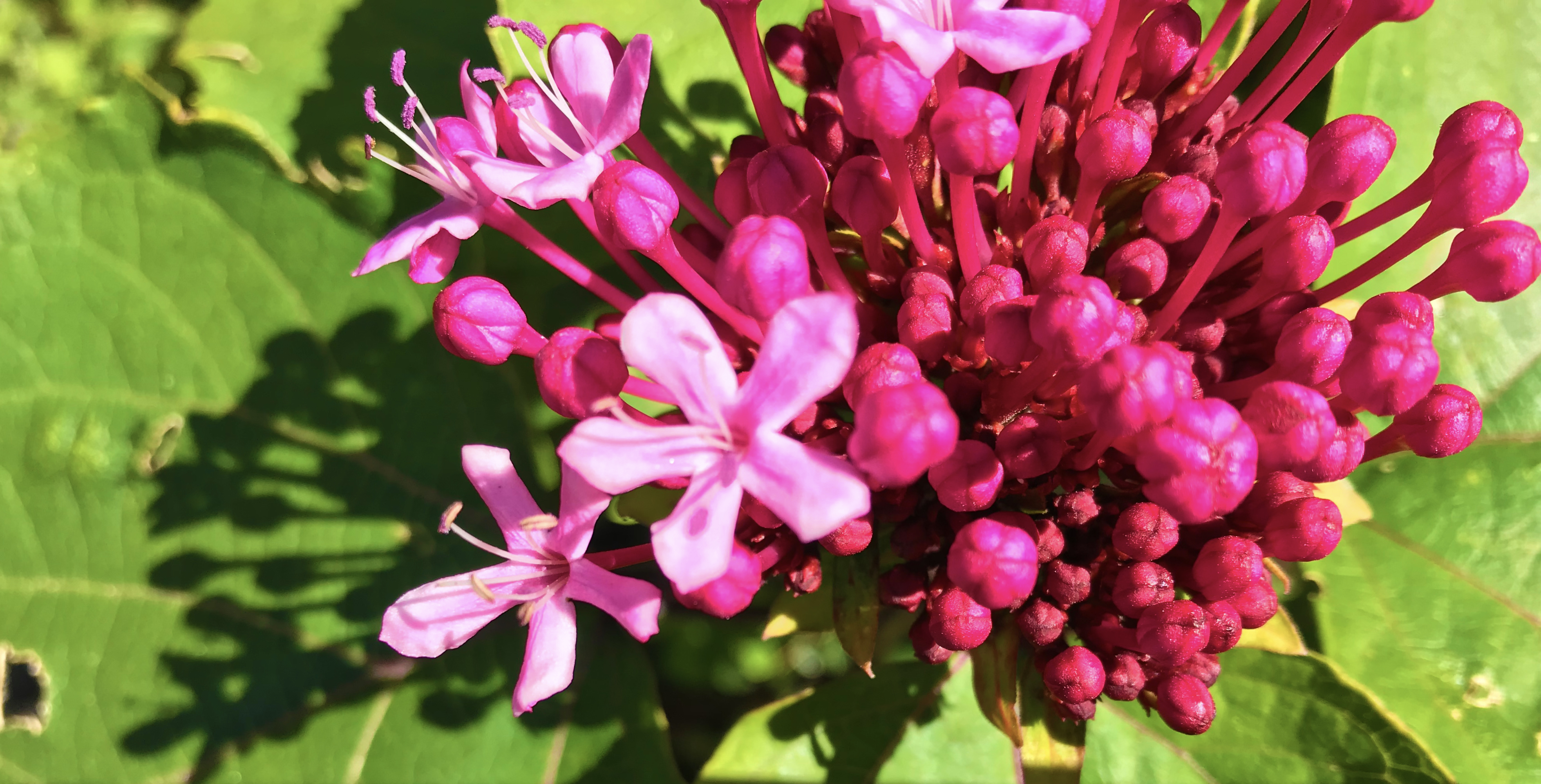 San Francisco Botanical Gardens. Photo by Nina Wilkins