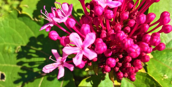 San Francisco Botanical Gardens. Photo by Nina Wilkins
